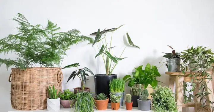 Chọn Loại Cây Phù Hợp: