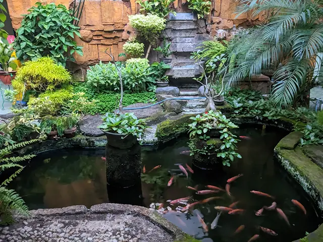 Nét Chấm Phá Phong Thủy Thu Hút Tài Lộc Với Hồ Cá Mini Cho Gia Chủ Mệnh Thủy