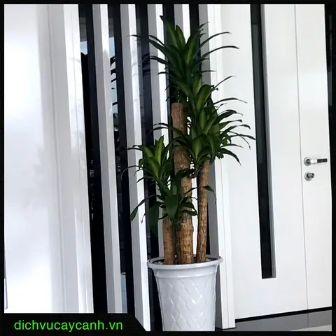 Cây Thiết Mộc Lan (phát Tài) Phong Thủy