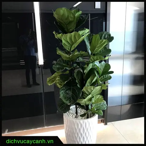 Xu Hướng Dùng Cây Bàng Singapore Để Trang Trí Căn Hộ Hiện Đại Xu Hướng Dùng Cây Bàng Singapore Để Trang Trí Căn Hộ Hiện Đại