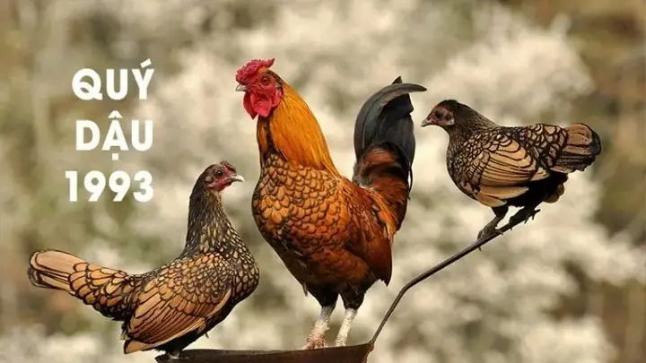 Tổng Quan Về Tuổi Quý Dậu 1993 Trong Phong Thủy