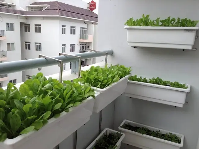 Hướng Dẫn Trồng Cây Trên Ban Công: Biến Không Gian Nhỏ Thành Ốc Đảo Xanh Mát