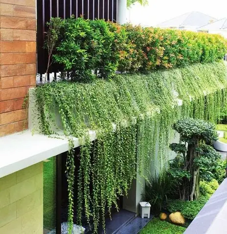 Hướng Dẫn Trồng Cây Trên Ban Công: Biến Không Gian Nhỏ Thành Ốc Đảo Xanh Mát