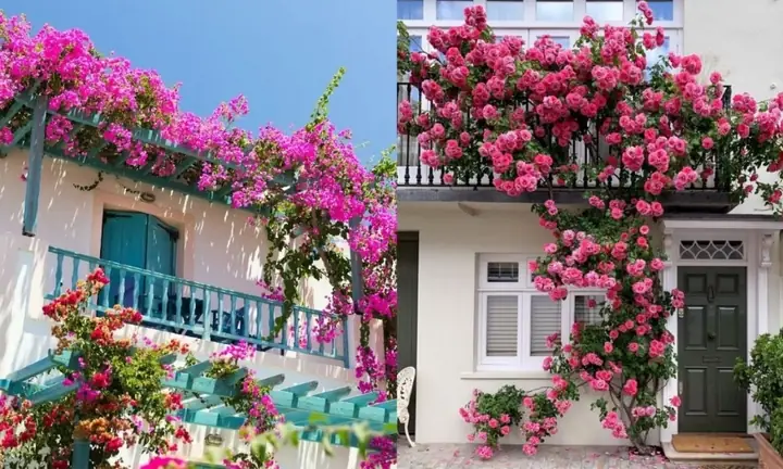 Những Loại Hoa Dây Leo Đẹp Nên Trồng Trước Nhà