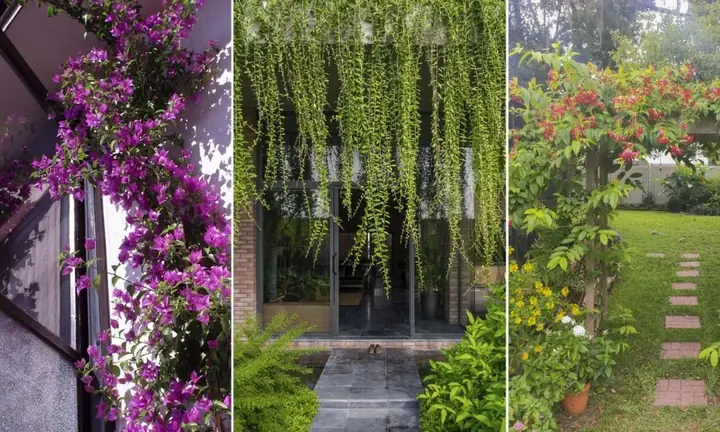 Nên Trồng Hoa Dây Leo Gì Trước Nhà Phù Hợp Nhất?