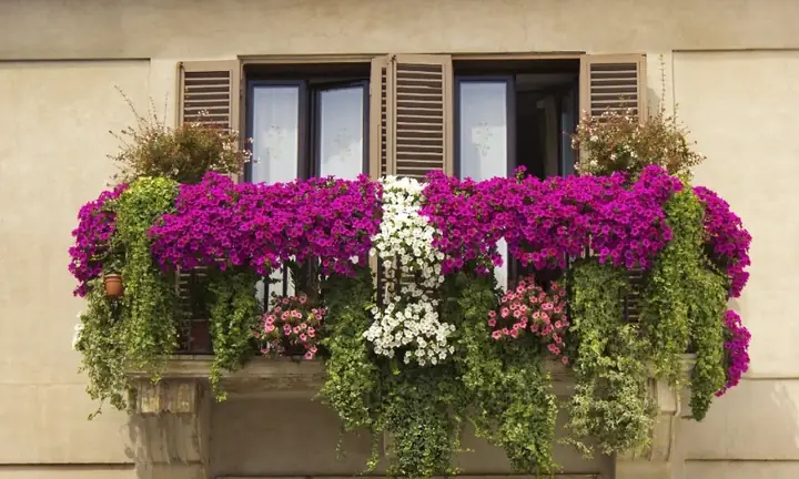 Cách Chọn Hoa Dây Leo Trồng Trước Nhà