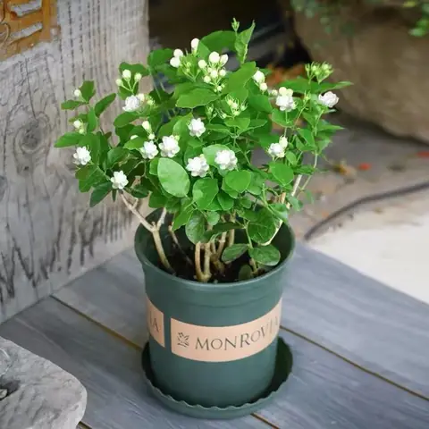 Nhà Ở 3 Hướng, Người Thuộc 2 Mệnh Này Không Nên Trồng Hoa Nhài