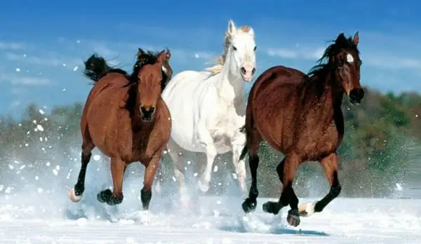 Người Sinh Năm 2014 Hợp Với Hướng Nào?