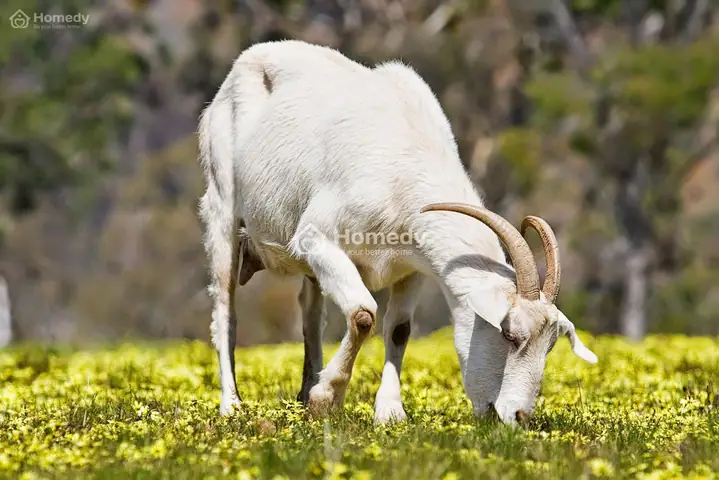 Tìm Hiểu Về Người Tuổi Mùi