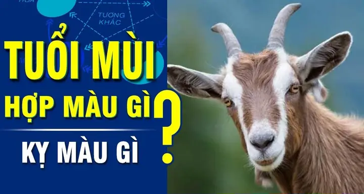 Người Tuổi Mùi Hợp Và Kỵ Màu Gì? Người Tuổi Mùi Hợp Và Kỵ Màu Gì?