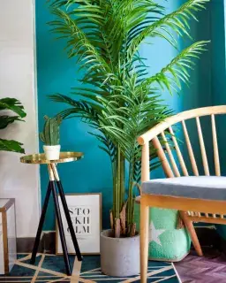 Cây Dừa Cảnh Kiểu 2 Cây Dừa Cảnh Kiểu 2