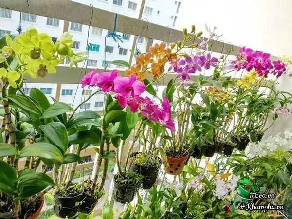Vuon Hoa Lan 60 Chau No Ruc Tren Ban Cong 4m² Cua Nu Nha Bao U60 Hinh Anh 2