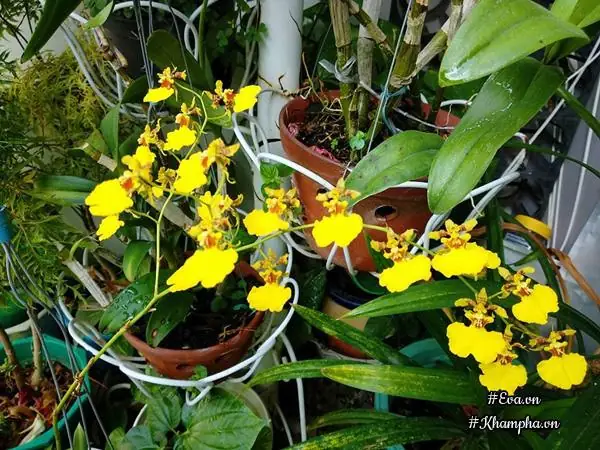 Vuon Hoa Lan 60 Chau No Ruc Tren Ban Cong 4m² Cua Nu Nha Bao U60 Hinh Anh 11