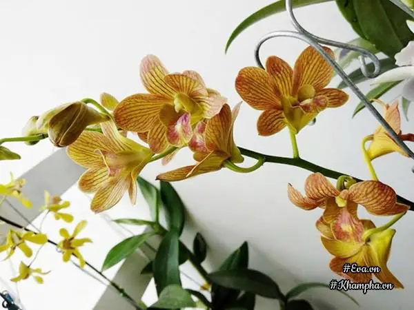 Vuon Hoa Lan 60 Chau No Ruc Tren Ban Cong 4m² Cua Nu Nha Bao U60 Hinh Anh 15