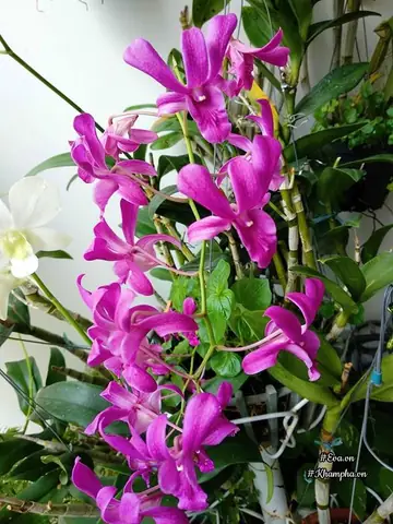 Vuon Hoa Lan 60 Chau No Ruc Tren Ban Cong 4m² Cua Nu Nha Bao U60 Hinh Anh 16