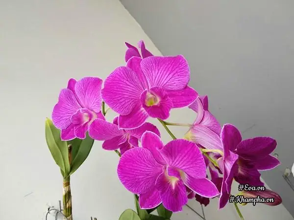 Vuon Hoa Lan 60 Chau No Ruc Tren Ban Cong 4m² Cua Nu Nha Bao U60 Hinh Anh 9