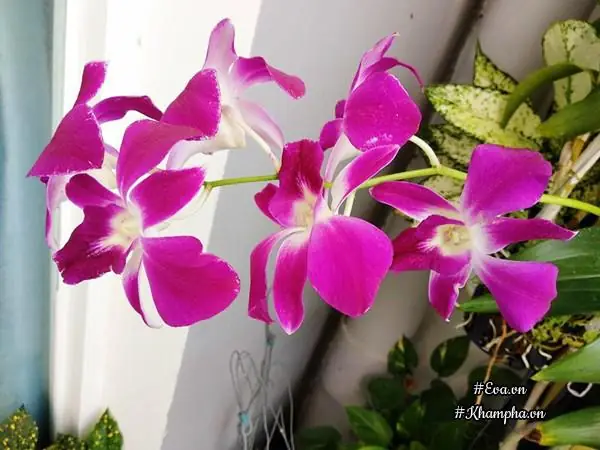 Vuon Hoa Lan 60 Chau No Ruc Tren Ban Cong 4m² Cua Nu Nha Bao U60 Hinh Anh 12