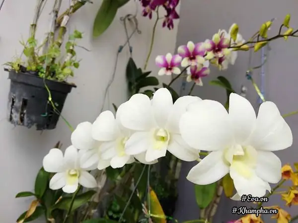 Vuon Hoa Lan 60 Chau No Ruc Tren Ban Cong 4m² Cua Nu Nha Bao U60 Hinh Anh 14