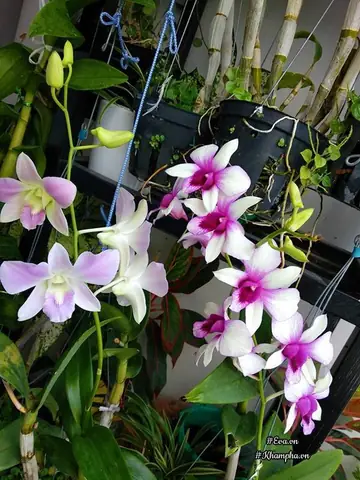 Vuon Hoa Lan 60 Chau No Ruc Tren Ban Cong 4m² Cua Nu Nha Bao U60 Hinh Anh 8