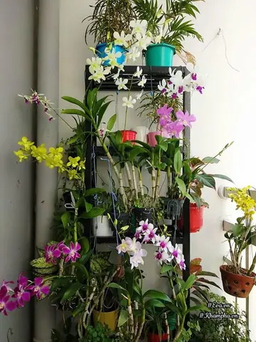 Vuon Hoa Lan 60 Chau No Ruc Tren Ban Cong 4m² Cua Nu Nha Bao U60 Hinh Anh 4