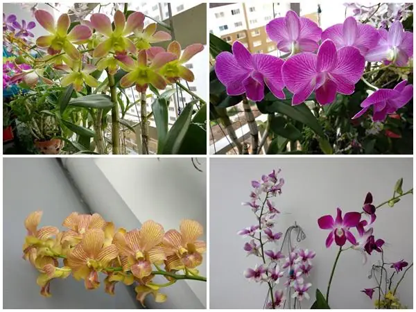 Vuon Hoa Lan 60 Chau No Ruc Tren Ban Cong 4m² Cua Nu Nha Bao U60 Hinh Anh 19