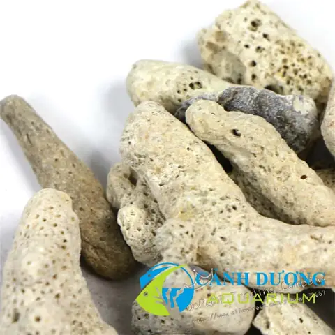 San Hô Vụn Lọc Nước Hồ Cá Bán Sỉ Và Lẻ - Hồ Cá Cảnh Dương