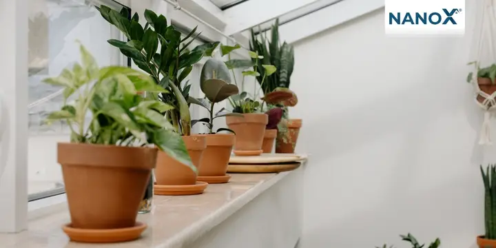 Trồng Cây Che Nắng Hướng Tây