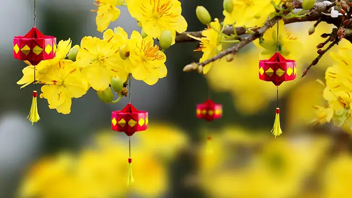 Làm Thế Nào Để Trang Trí Cây Mai Ngày Tết Một Cách Đẹp Và Ấn Tượng?