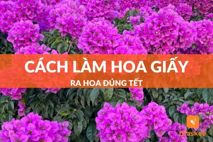Hướng Dẫn Cách Làm Hoa Giấy Ra Hoa Đúng Tết Đơn Giản ...