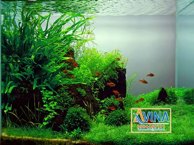 Mẫu Trang Trí Bể Cá Thủy Sinh Layout Tự Nhiên