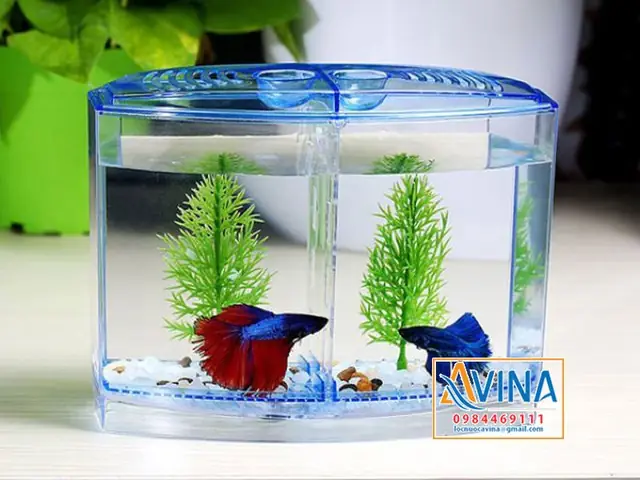 Mẫu Trang Trí Bể Cá Thủy Sinh Mini