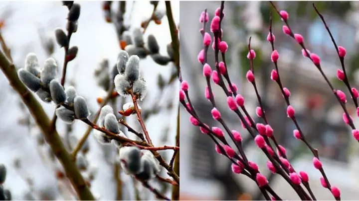 Bước Nào Để Trang Trí Bình Hoa Nụ Tầm Xuân Đẹp Mắt?