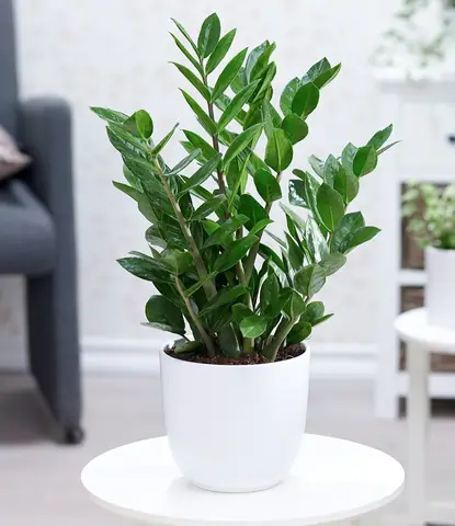 Cách Trang Trí Cây Xanh Trong Phòng Ngủ Như Thế Nào?