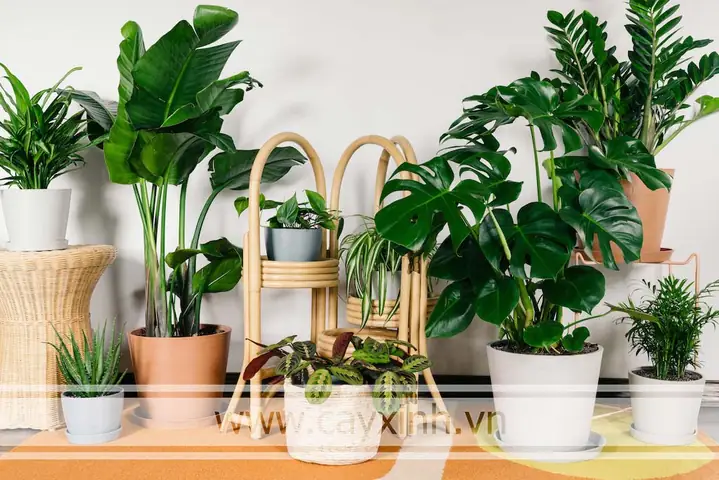 Cách Trang Trí Cây Xanh Trong Phòng Ngủ Như Thế Nào?