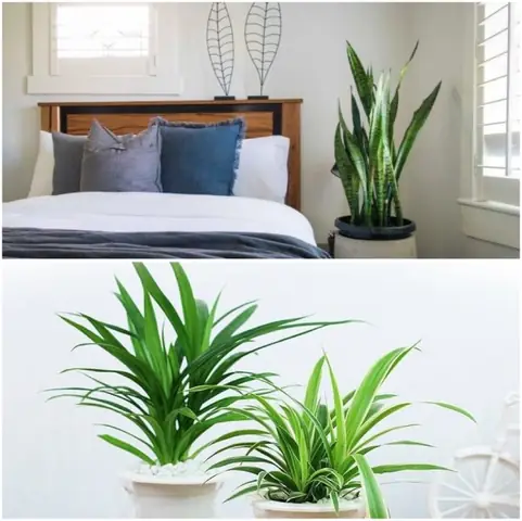 Cách Trang Trí Cây Xanh Trong Phòng Ngủ Như Thế Nào?