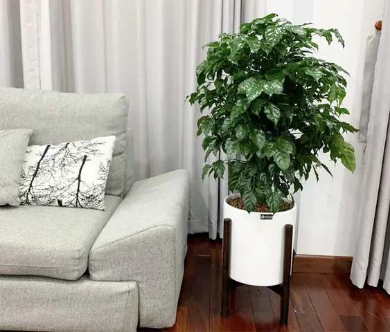 Cách Trang Trí Cây Xanh Trong Phòng Ngủ Như Thế Nào?