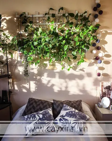 Cách Trang Trí Cây Xanh Trong Phòng Ngủ Như Thế Nào?