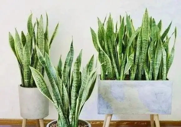 Cách Trang Trí Cây Xanh Trong Phòng Ngủ Như Thế Nào?