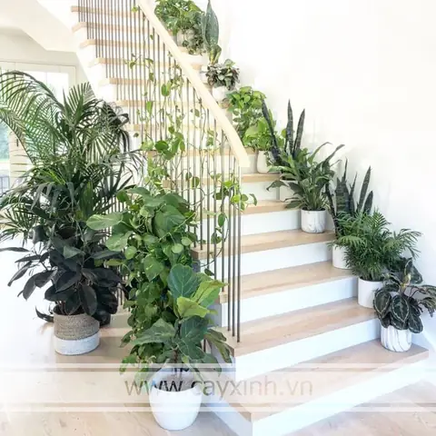 Cách Trang Trí Cây Xanh Trong Phòng Ngủ Như Thế Nào?