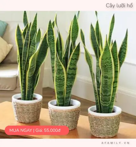 Cách Trang Trí Cây Xanh Trong Phòng Ngủ Như Thế Nào?