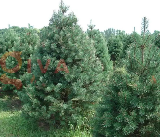 Chọn Cây Thông Giáng Sinh Hoàn Hảo Và Phù Hợp