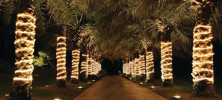 Trang Trí Cây Bằng Đèn Led Dây 220v