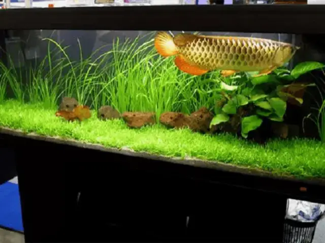 Yếu Tố Nền Tảng Trong Thiết Kế Hồ Cá Rồng