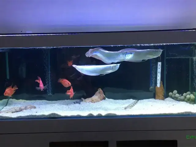 Cá Rồng Là Gì Và Tại Sao Chúng Lại Được Yêu Thích?