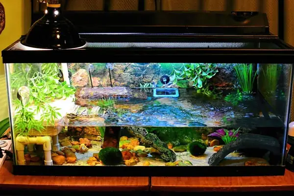 Hướng Dẫn Cách Thiết Lập Một Bể Nuôi Rùa Cảnh Từ A - Z