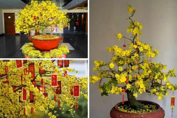 Cách Trang Trí Cây Mai Ngày Tết