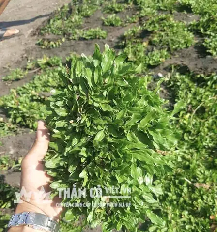 Cách Trồng Cỏ Sân Vườn Tất Cả Các Loại Siêu Đơn Giản Lại Cực Kỳ Hiệu ...