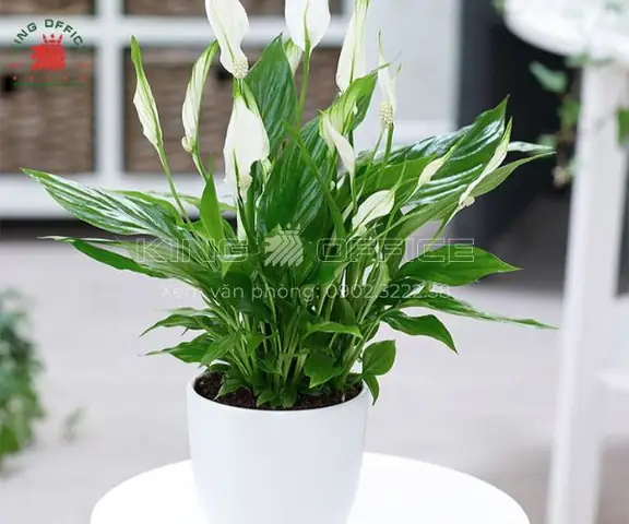 Tư Vấn 1985 Hợp Cây Gì Để Bàn Làm Việc?