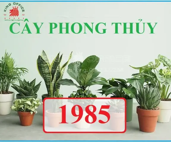 Ảnh Hưởng Của Cây Để Bàn Làm Việc Tuổi Ất Sửu Hợp Phong Thủy Ảnh Hưởng Của Cây Để Bàn Làm Việc Tuổi Ất Sửu Hợp Phong Thủy