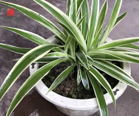 Bước 7:đặt Cây Ở Vị Trí Có Ánh Sáng Tự Nhiên Bước 7:đặt Cây Ở Vị Trí Có Ánh Sáng Tự Nhiên